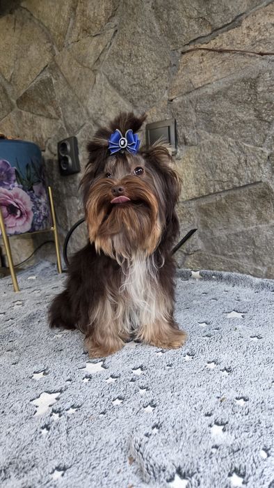 Шоколадов йоркширски териер