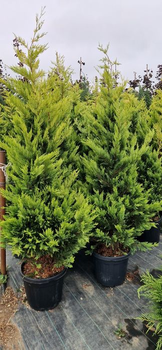 Cupressocyparis leylandi gold- Euonymus- Photinia - Enupar tarator