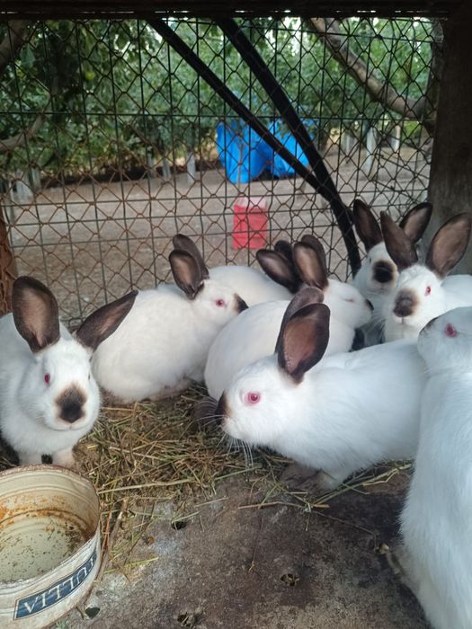 Iepuri californieni maturi și pui din prima serie și a 2- a !