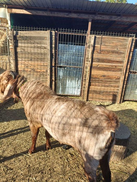 Vând țap Anglonubian , vârsta un an și jumătate.