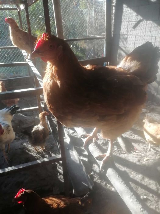 Продам домашних курочек.