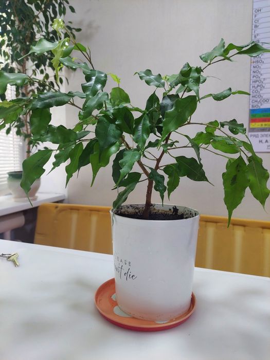 Продам фикус-бенджамин, 30 см