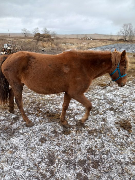 Продам кобылу жерёбая