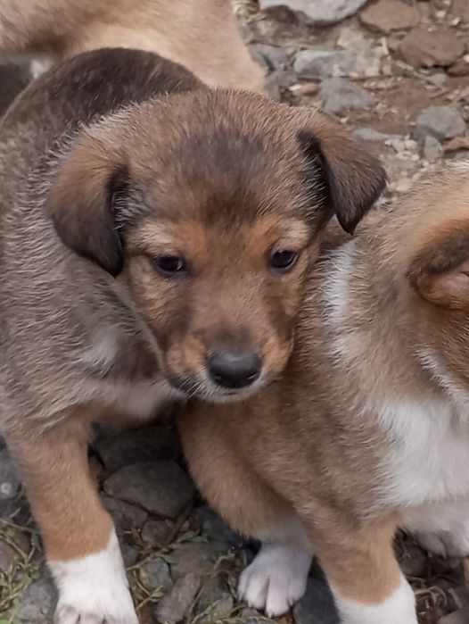 Отдам щенков в добрые руки