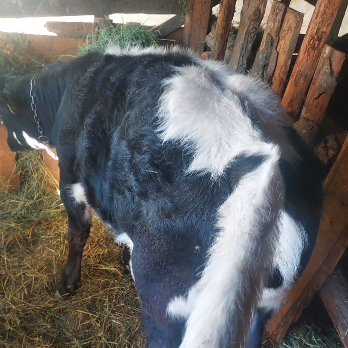 Vînd vițel și vițică