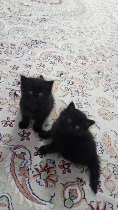 Котята бесплатно