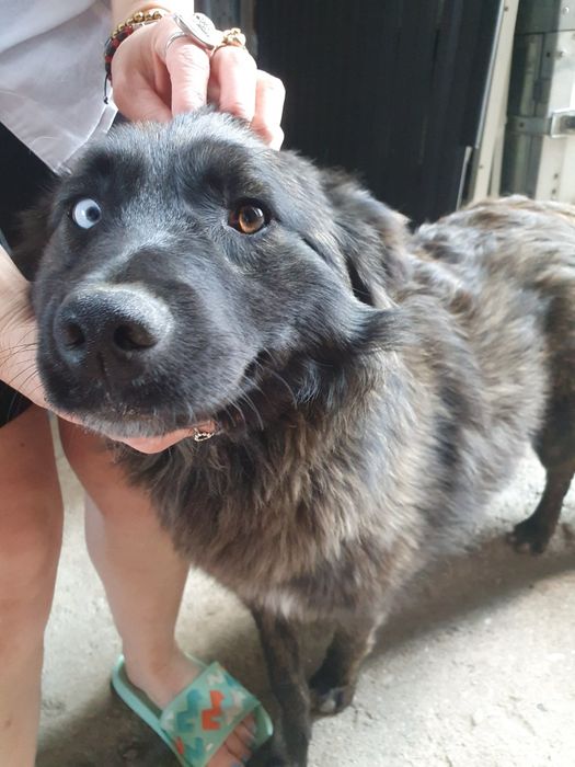 Cățeluși spre adopție