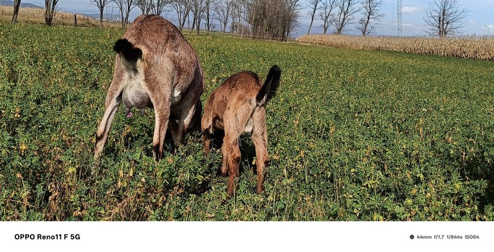 Vând capre anglonubian