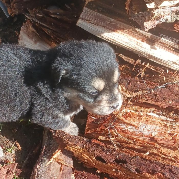 Câini drăguți pentru curte