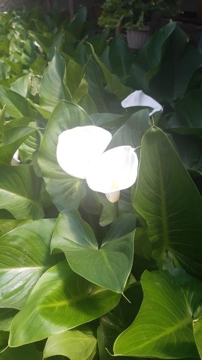 Белая калла цветок (корни для рассады)