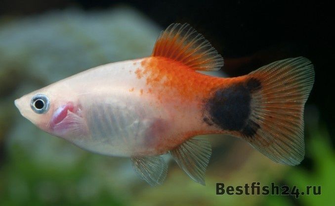 Пецилии Микки Маус