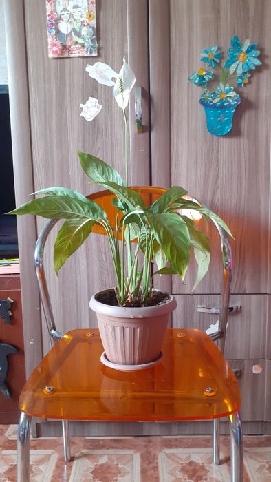 Продам цветок женское счастье