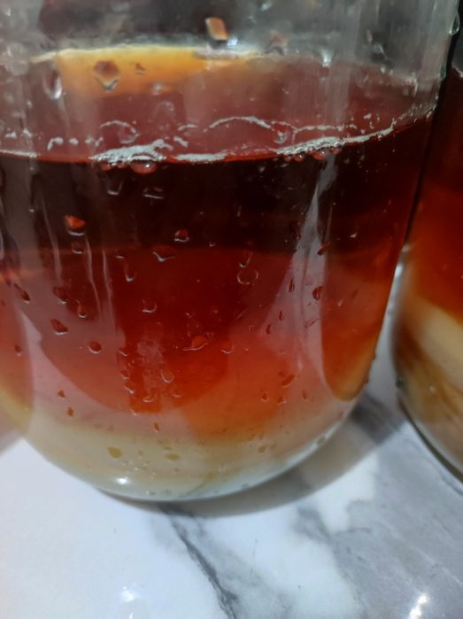 Продается "камбуча"(чаиный гриб)