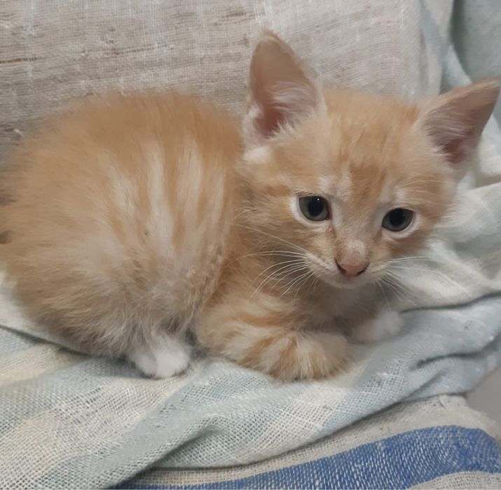 Отдам котенка в добрые руки