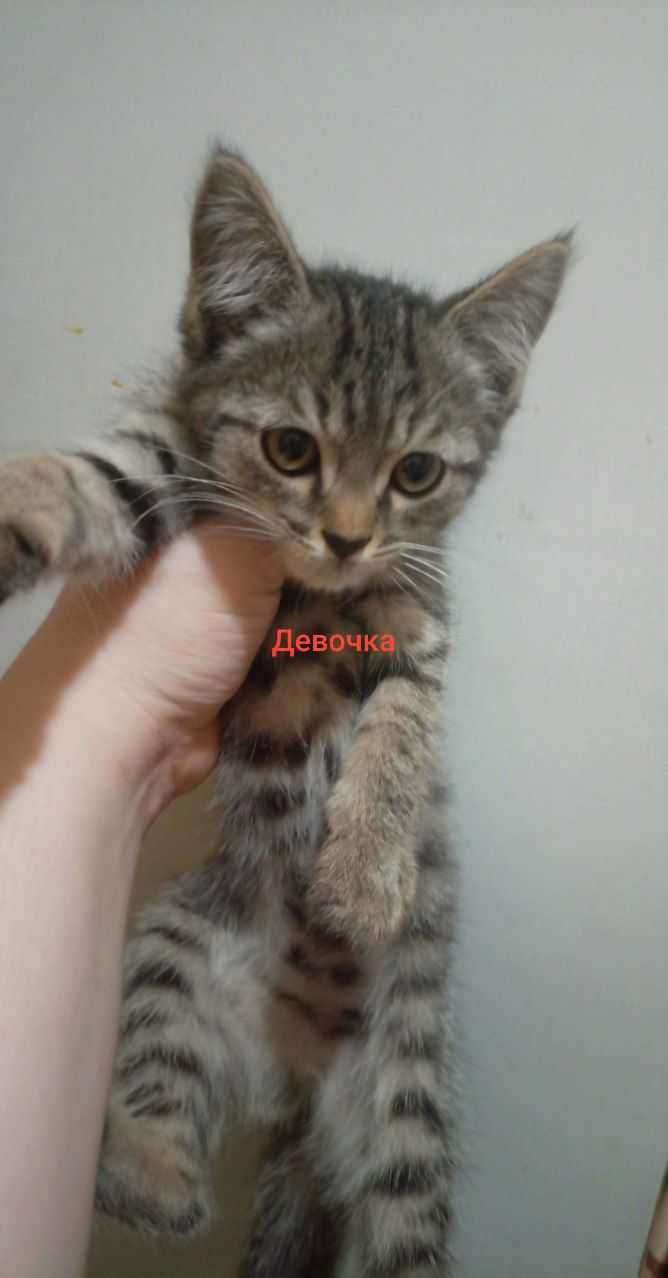 Котята очень милые и ласковые даром в добрые ручки