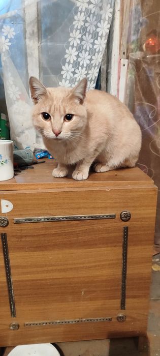 Котик ищет дом!!