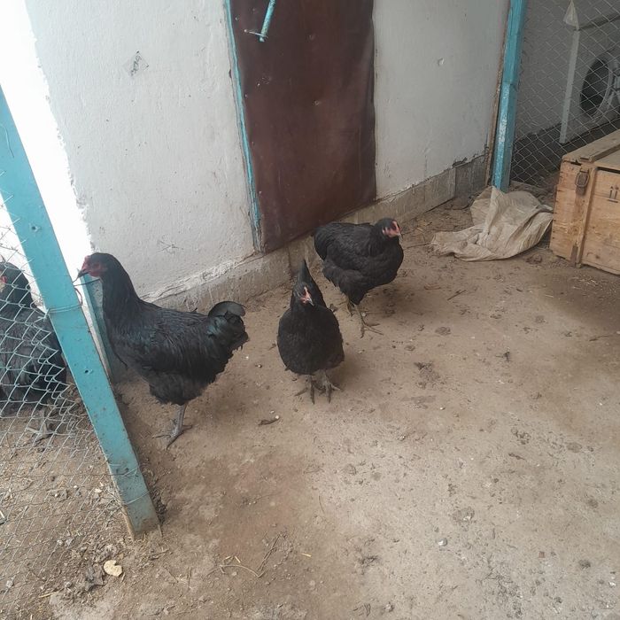 Продам петушков джерсийский гинант