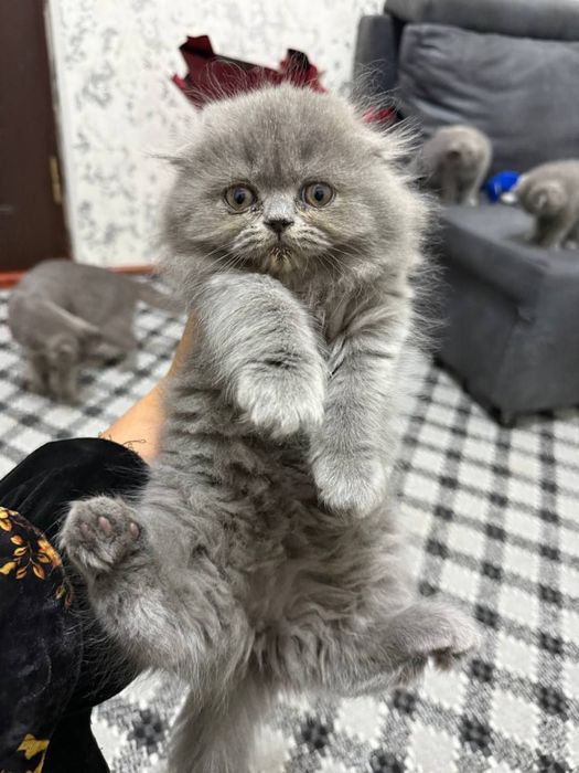 mushukchala sotiladiii!!!