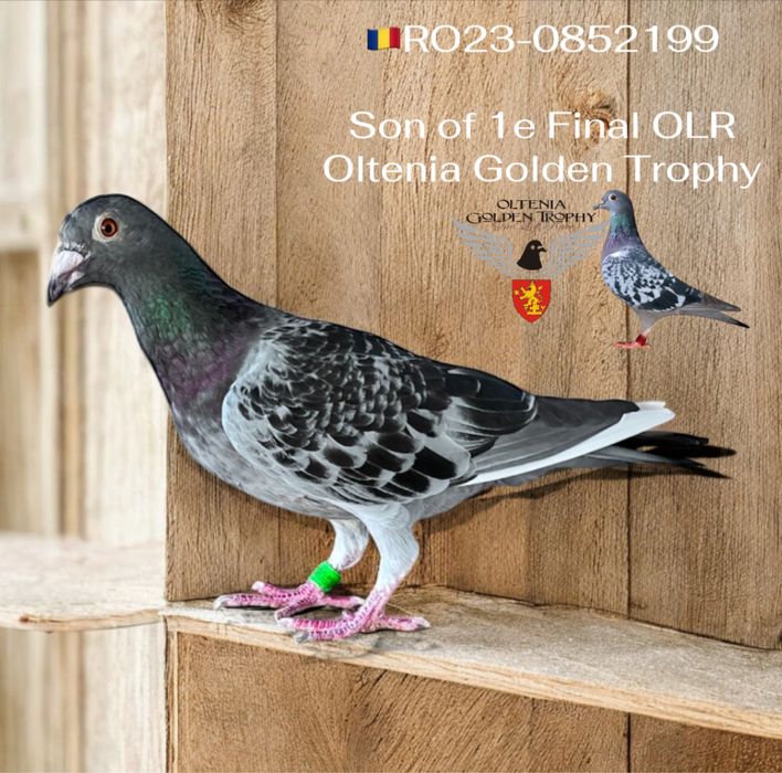 Ocazie!Porumbei cu pedigree reprodusi din originali