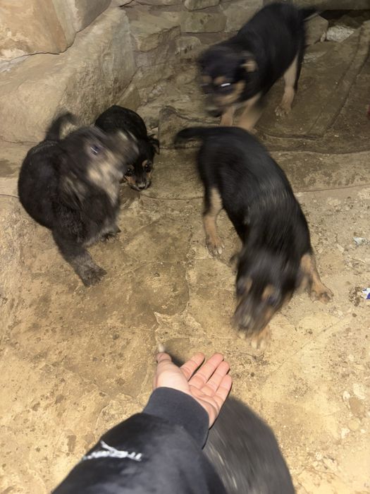 doman 5 pui de catel