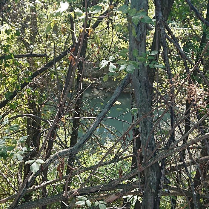 Teren vanzare Ciolpani / Luparie