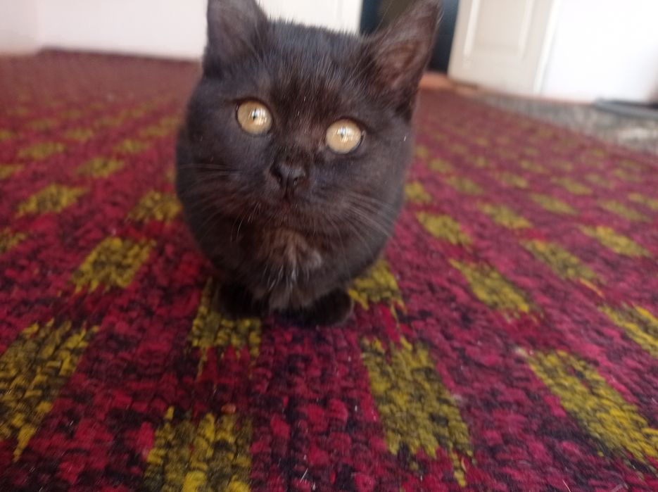 Qora rangli chiroyli mushuk