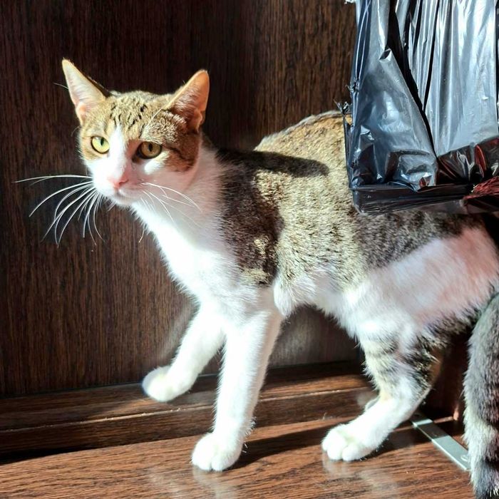 Adoptie pisica motan vargat Aladin