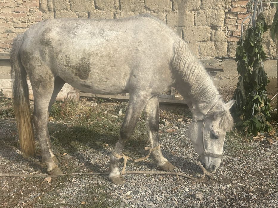 Ургашы Байтал сатылат!