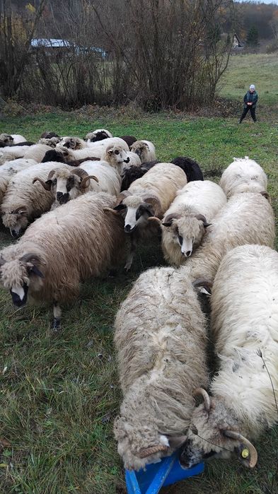 De vanzare 17 oi gestante numai mioare și strâmtoare mai multe detalii