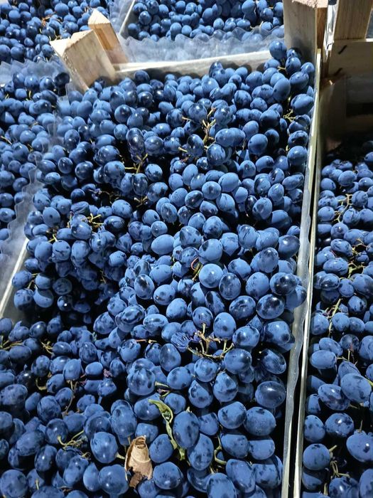 Struguri de masa Moldova