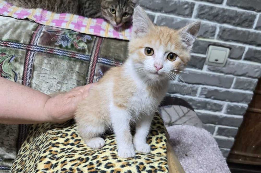 Рыжий красавчик ищет хороших хозяев