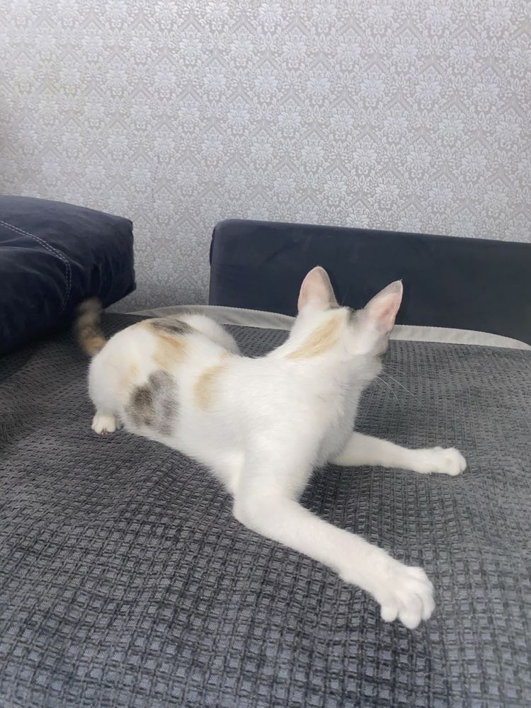 Кошечка ищет дом
