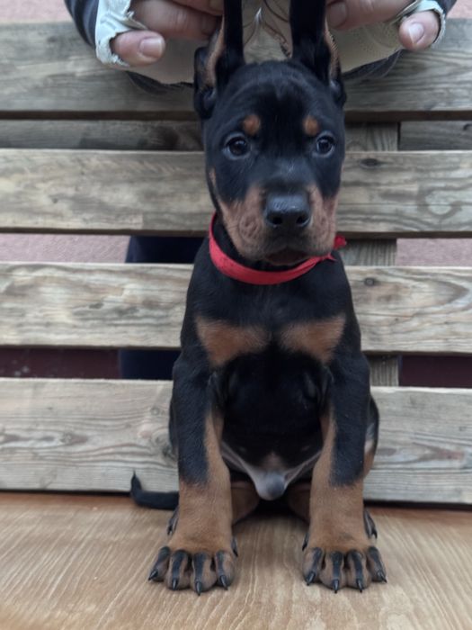 Cățeluș Doberman cu pedigree