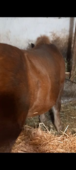 De vânzare mânz de 7 luni.