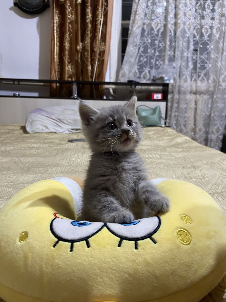 Отдам котят в добрые руки