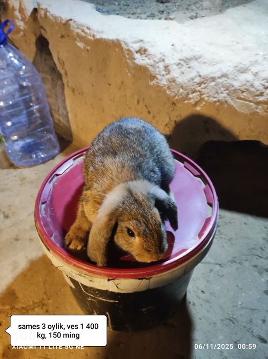 Gibrid quyonlar sotiladi 3 oylik