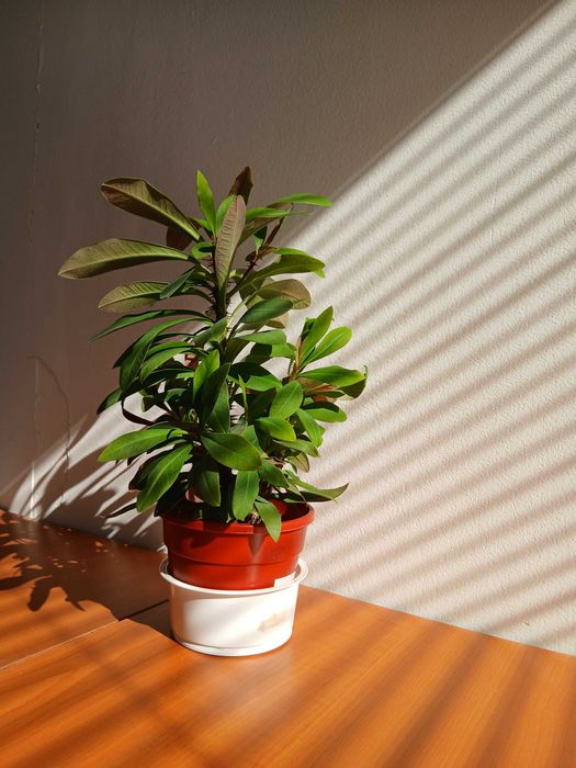 planta coronita lui Iisus cu flori roz/rosii superba