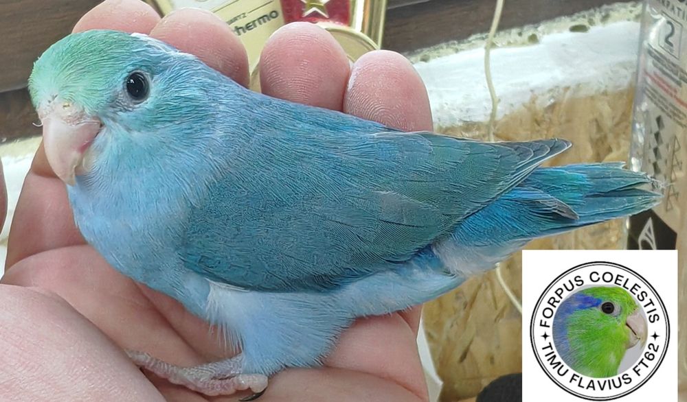 Papagali Forpus coelestis