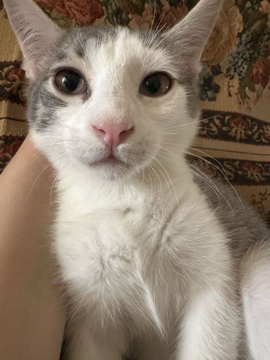Домашний котенок даром (мальчик)
