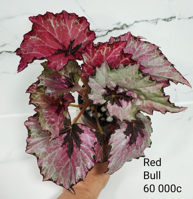 Бегонии декоративно лиственные.