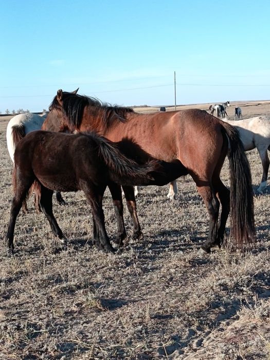 Ұрғашы еркек жабағылар сатылады
