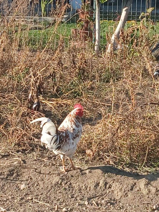 Vând cocosi americana si cocosi de casa.