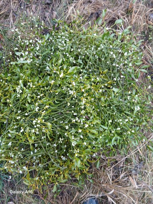 Vindem vsc la sac la legături în angro transport gratuit