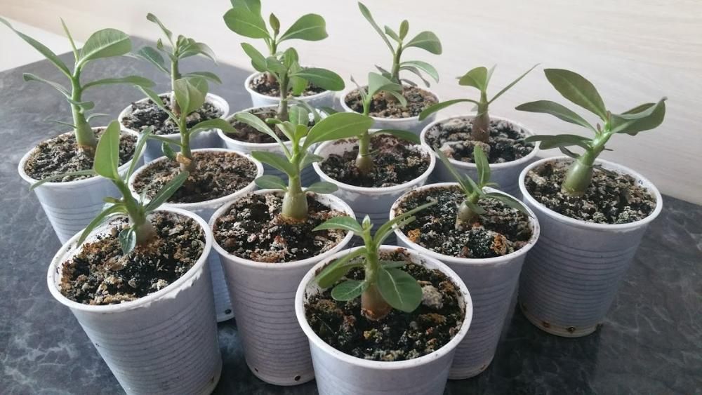 Adenium - Trandafirul Desertului De Vanzare