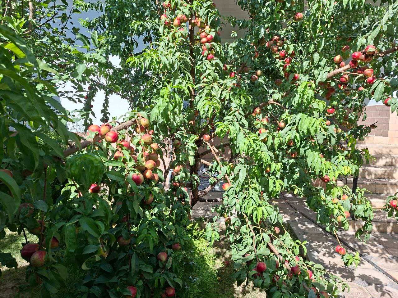Сергелийский район, Недалеко от индекса! Продам ДОМ 5 комнат,участок 4