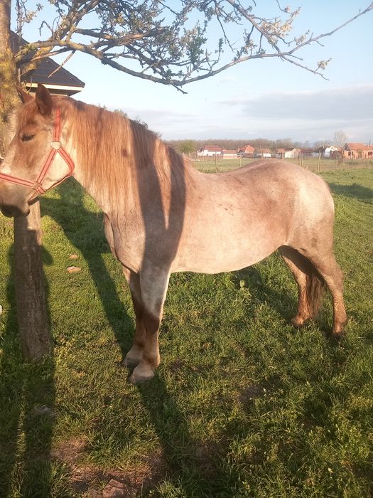 Iapa de vnzare 7 ani