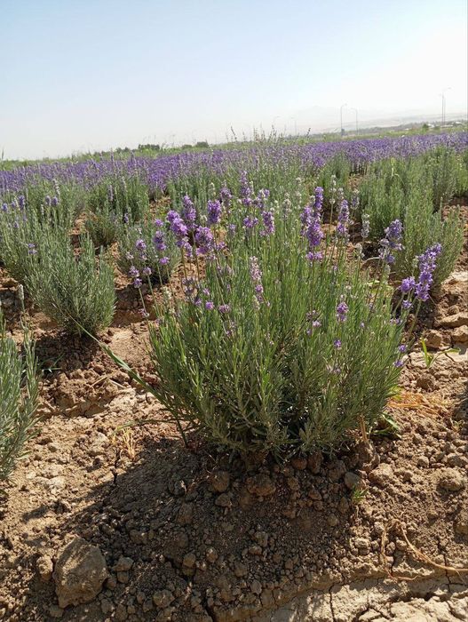 Lavanda razmarin  gullari cheklanmagan miqdorda sotiladi dona optom