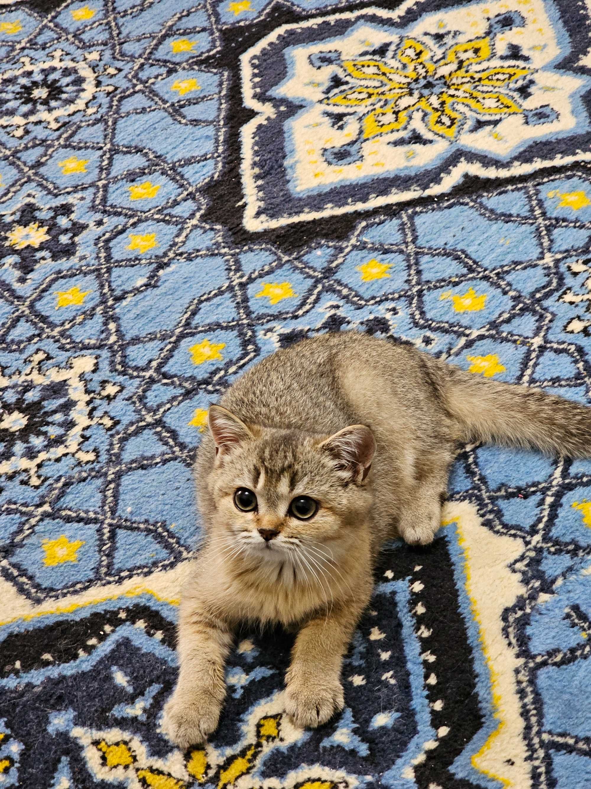 100% Британский котенок .Окрас ШИНШИЛЛА