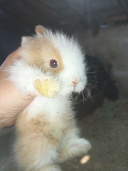 Vând iepuri cap de leu puiuți