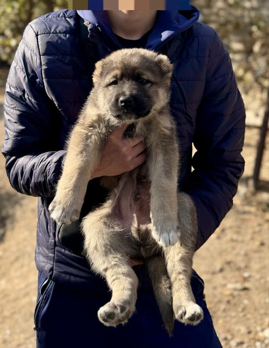 Алабай САО Тобет